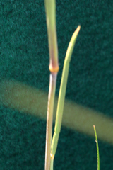 Geochloa
