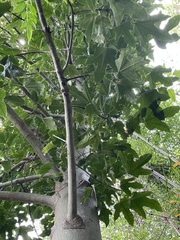 Brachychiton acerifolius