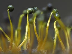 Physarum viride
