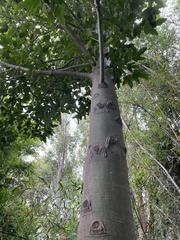Brachychiton acerifolius