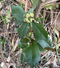 Baccharis glomeruliflora