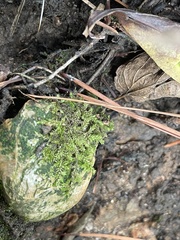 Rhynchostegium confertum