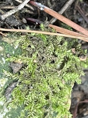 Rhynchostegium confertum