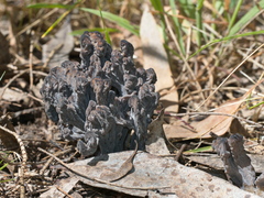 Clavulina vinaceocervina