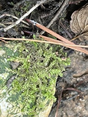 Rhynchostegium confertum