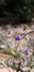 Dianella caerulea caerulea