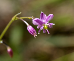 Arthropodium minus