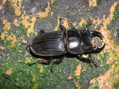 Aegus laevicollis formosae