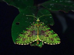 Larentiinae