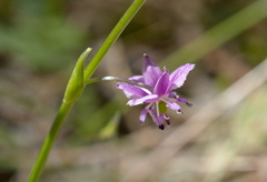 Arthropodium minus