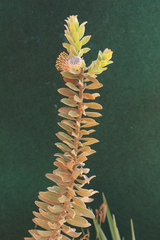 Leucospermum truncatulum