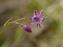 Arthropodium minus