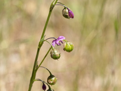 Arthropodium minus