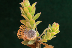 Leucospermum truncatulum