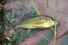 Haplochromis