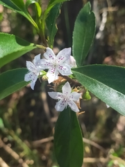 Myoporum petiolatum