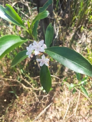 Myoporum petiolatum