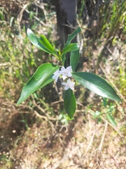 Myoporum petiolatum