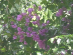 Bougainvillea