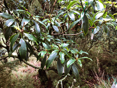 Rhododendron pseudochrysanthum