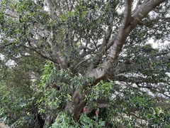 Ficus obliqua