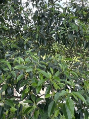 Ficus obliqua