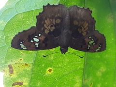 Caprona ransonnettii