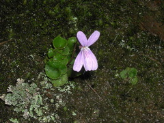 Viola formosana