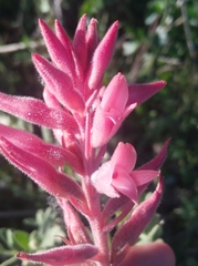 Sacoila lanceolata