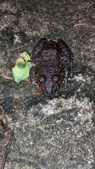 Leptodactylus vastus