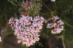 Serruria rubricaulis