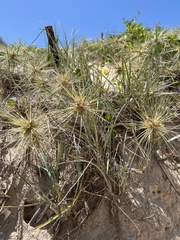 Spinifex sericeus