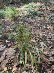 Chasmanthium sessiliflorum