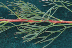 Serruria rubricaulis