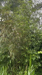 Phyllostachys makinoi