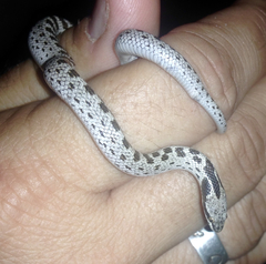 Hypsiglena ochrorhynchus