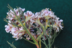 Serruria rubricaulis