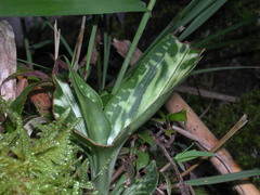 Goodyera daibuzanensis
