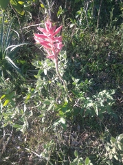 Sacoila lanceolata