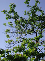 Sassafras randaiense