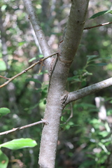 Salix hookeriana