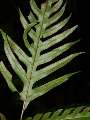 Pteris altissima
