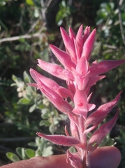 Sacoila lanceolata