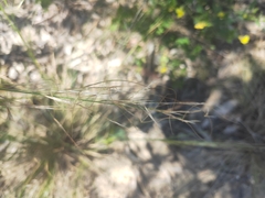 Austrostipa elegantissima