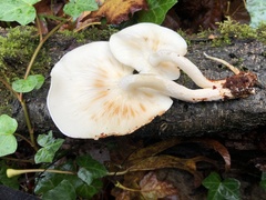 Ossicaulis lignatilis