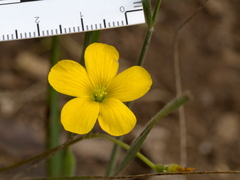 Oxalis radicosa