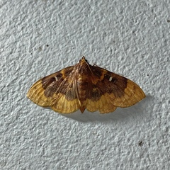 Polygrammodes multifenestrata