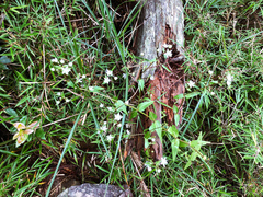 Swertia macrosperma