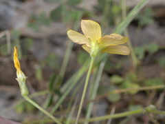 Oxalis radicosa