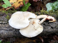 Ossicaulis lignatilis